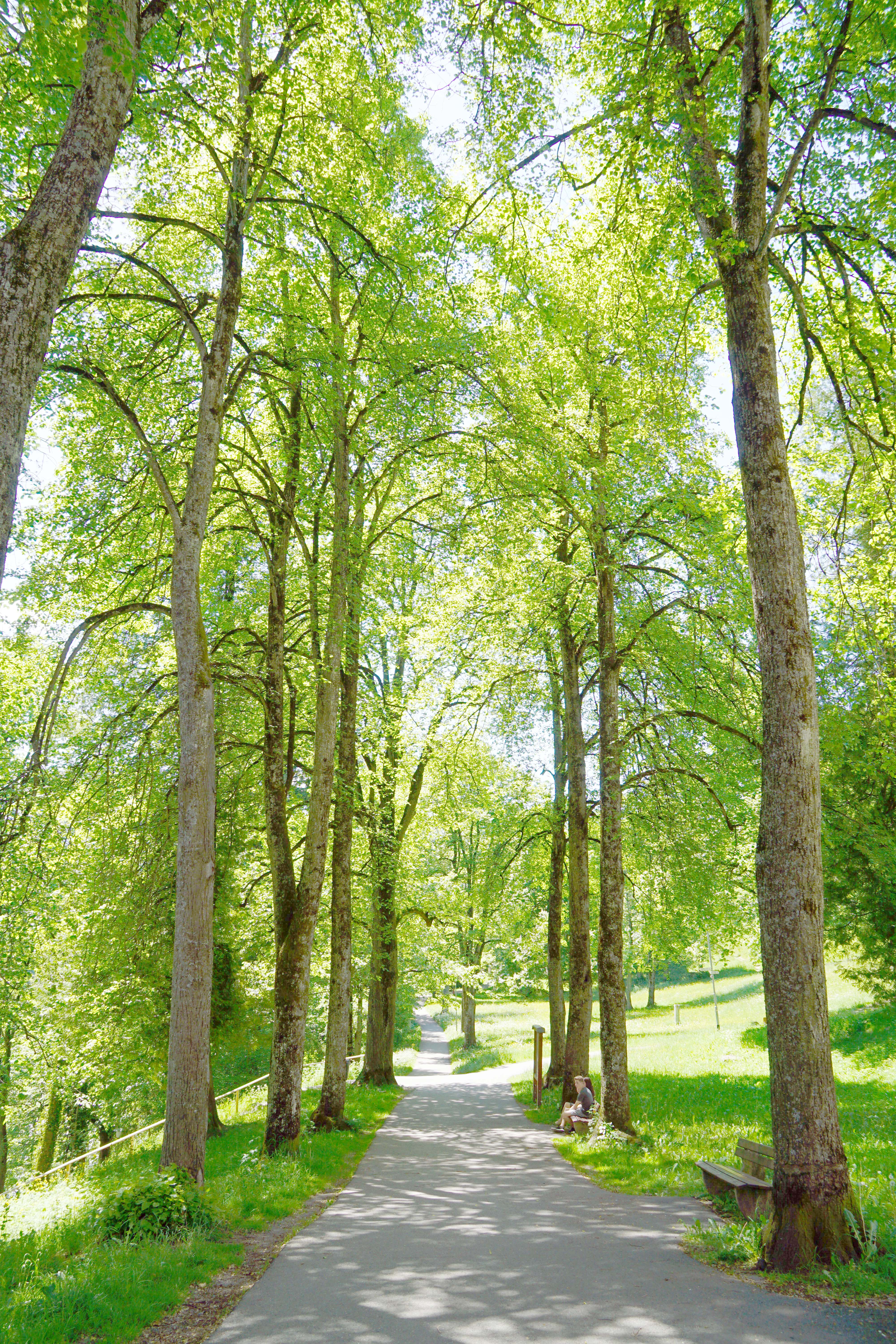 Green pathway filled with trees